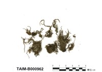 藏品(細枝赤齒苔)的圖片